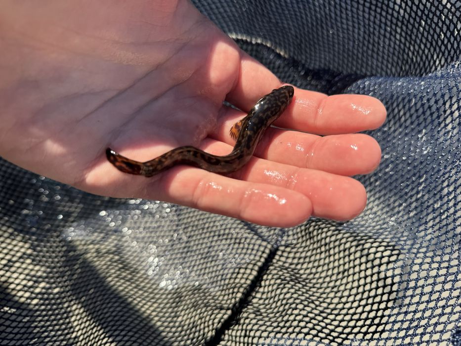 Miętus miętusy narybek miętusa dowóz