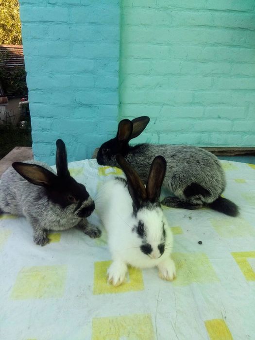 Кролики Полтавське срібло