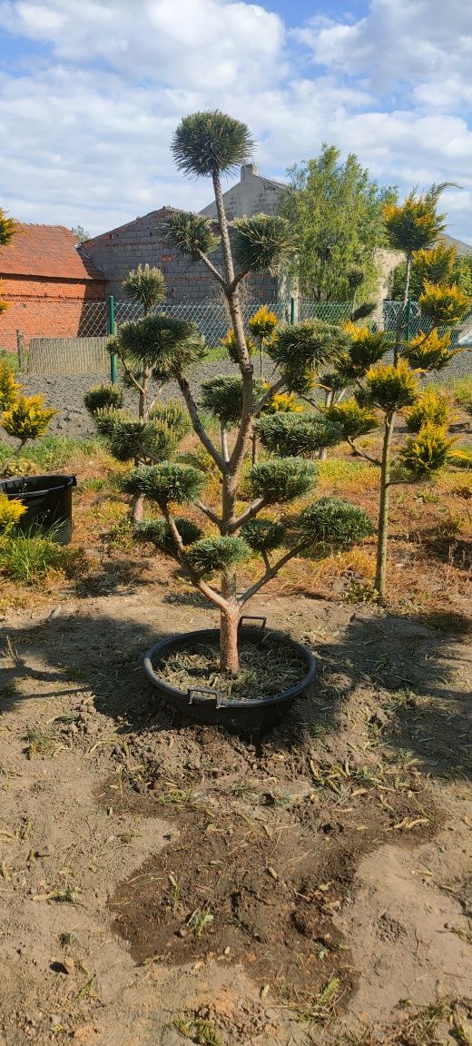 Drzewka bonsai sosna jałowiec  cyprysik