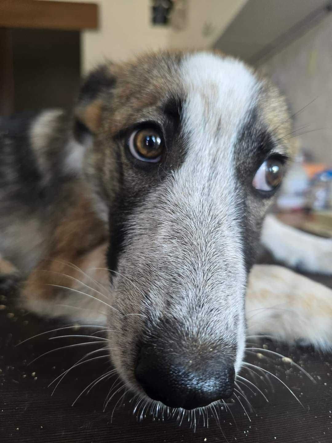 Przepiękna suczka w typie wilka , 11 m-cy do adopcji