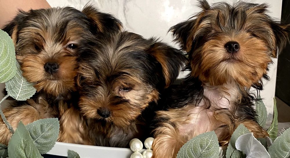 Йорки малюки ,неймовірно гарні