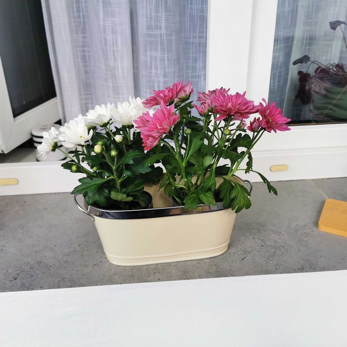 Słodycze przekąski drobiazgi pojemnik