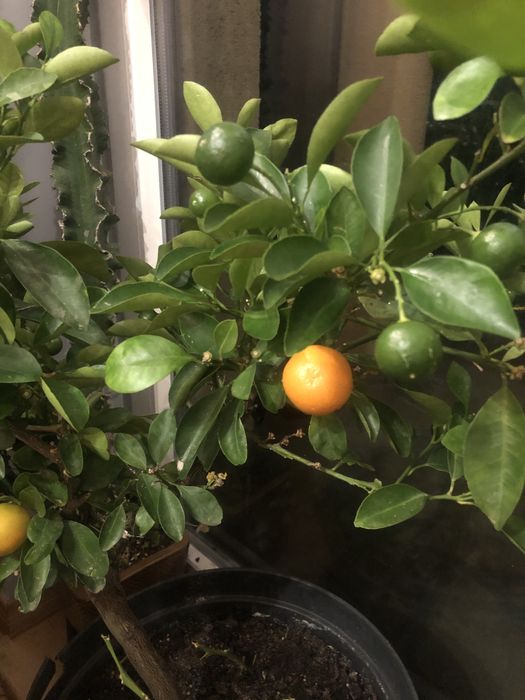 Sadzinka mini mandarynki