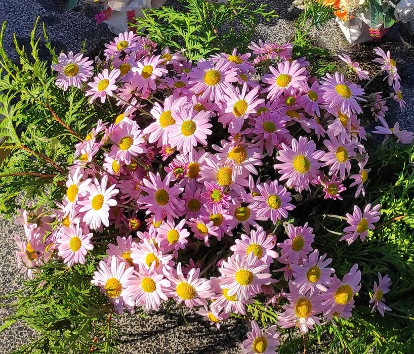 6 x Chryzantemy fioletowo różowe