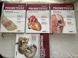 Atlas anatomii człowieka Prometeusz tom 1-3  gratis pakiet Czaszka