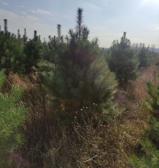 Сосна новорічна оптом