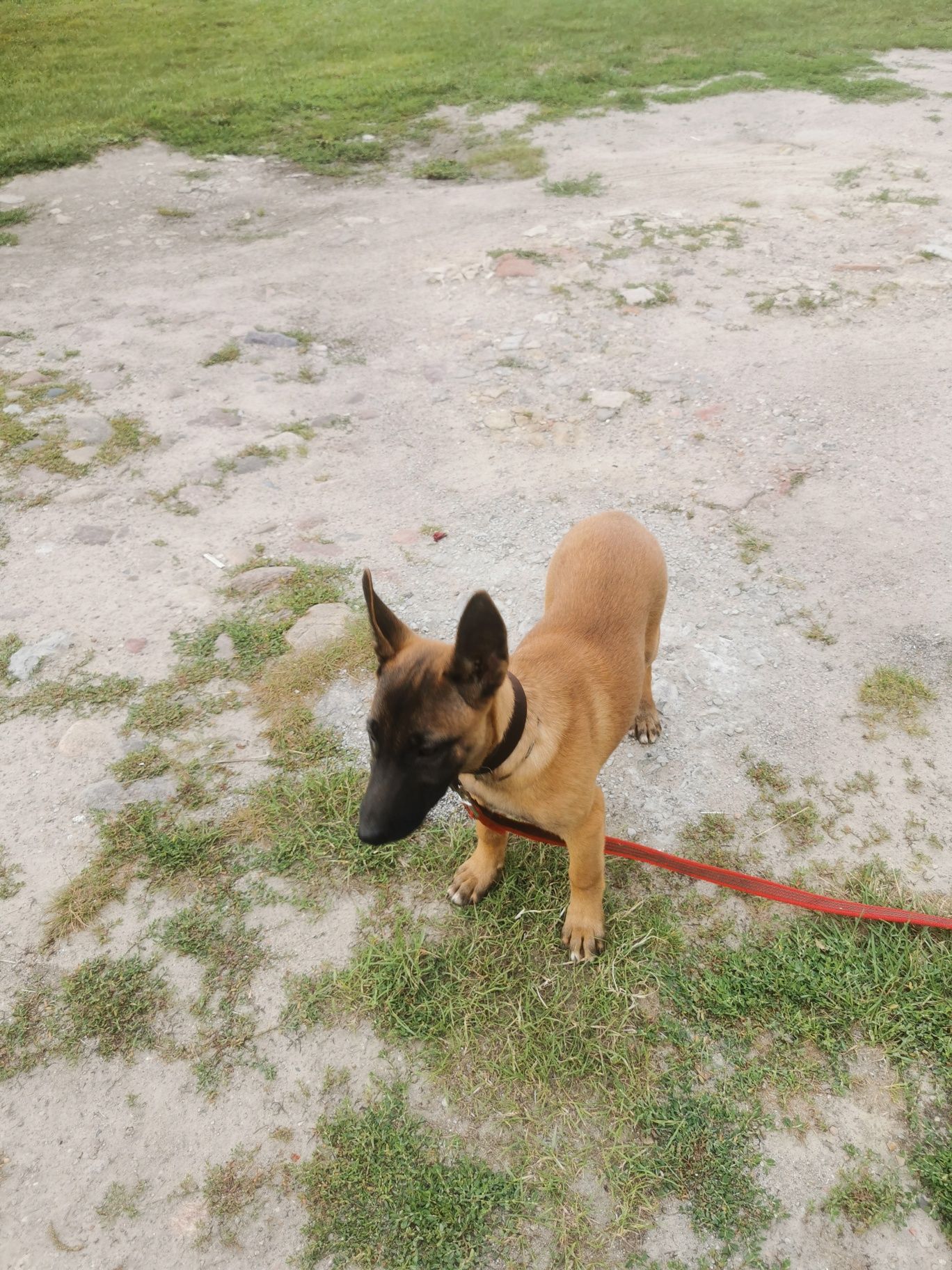 Owczarek Belgijski Malinois polecam