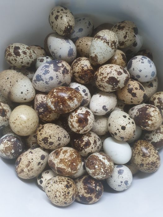 Перепілки добові