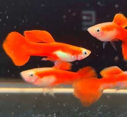 Rybki do akwarium - Gupik Chili Red Pięknie wybarwione!