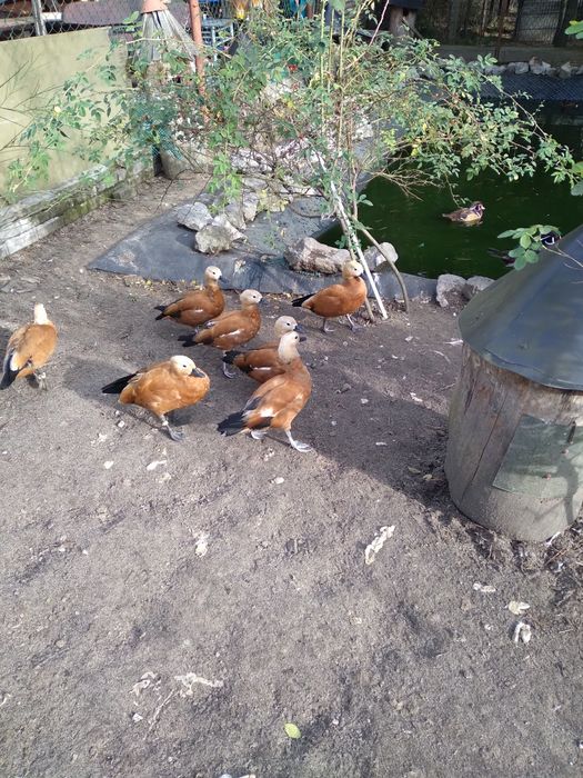 Kaczka kazarka rdzawa