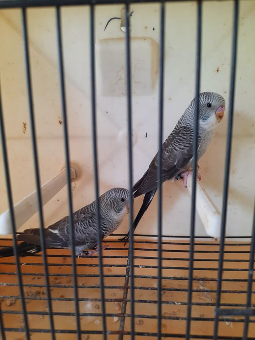 Piriquitos asas negras