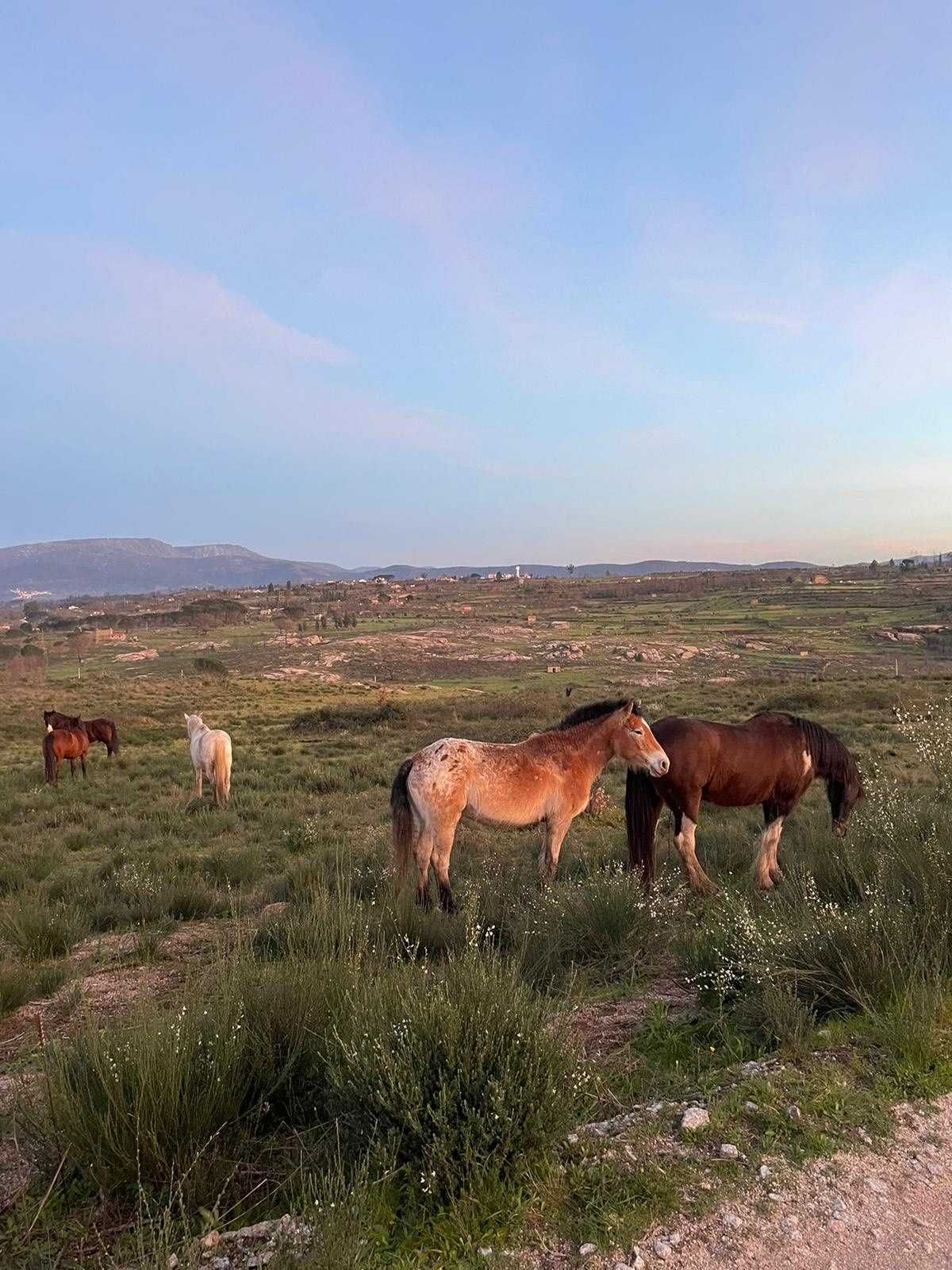 Cavalos a Penso em nosso adorável manada