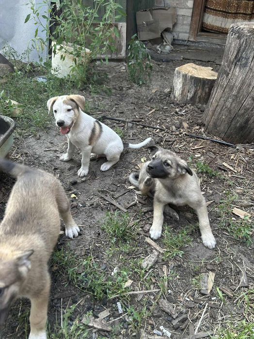 Лінія фронту поруч! Врятуйте хоч по одному, благаю