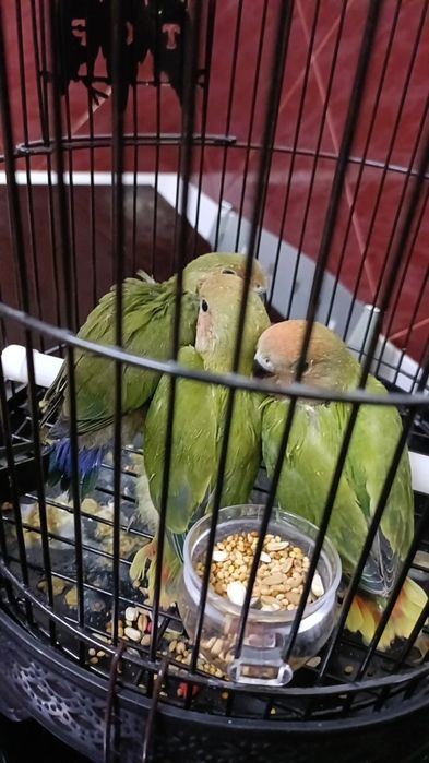 Agaponeis domesticados  já comem