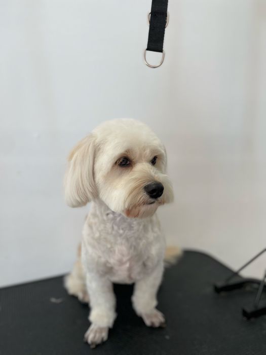 Стрижка собак | грумінг котів | тримінг | Шевченківський р-н