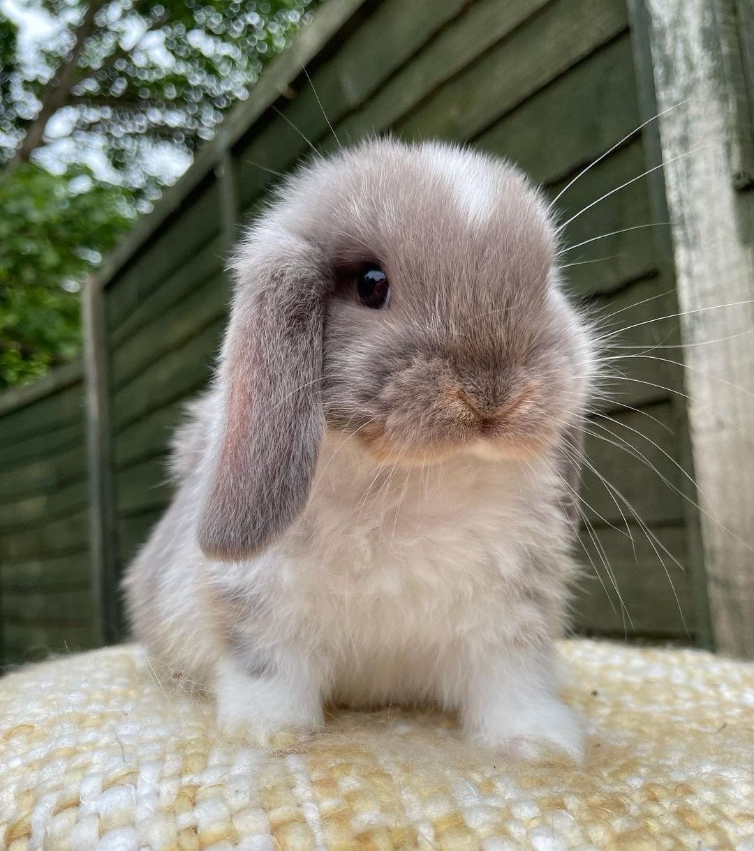 KIT Coelhos anões orelhudos, mini lop super inteligentes e dóceis