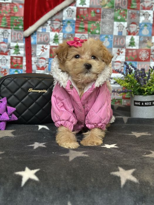 Мальтіпу мальтипу найкращі друзі «