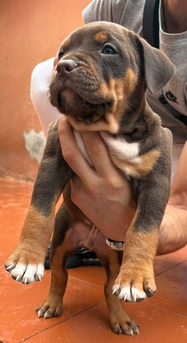 American bully xl