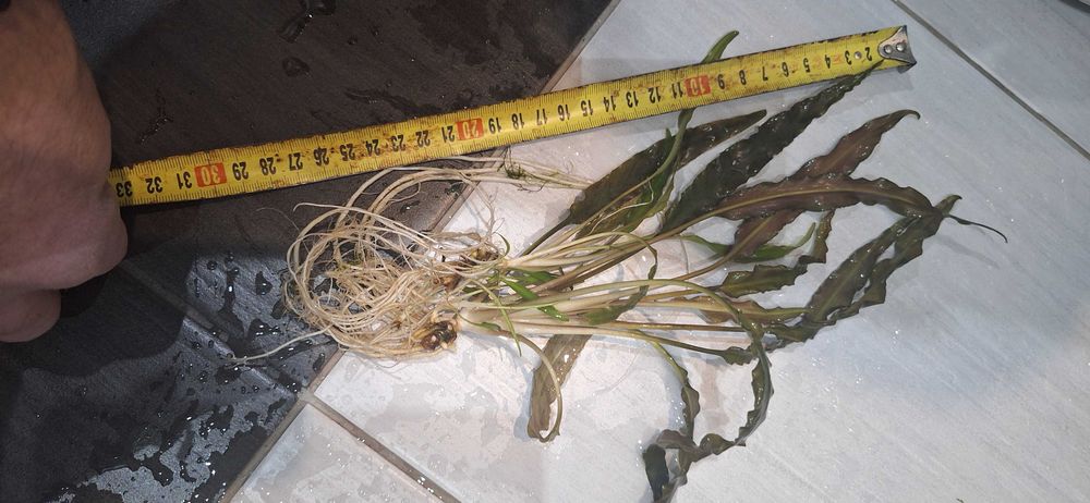 Kryptokoryna brązową