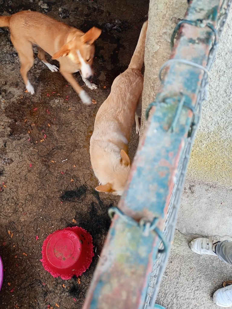 Procuro com urgência novo dono Dois cães para adoção