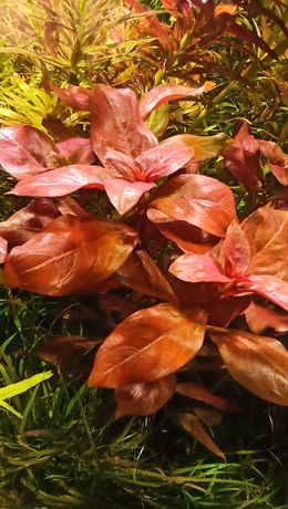 Ludwigia repens „Red” Ludwigia repens „Red”