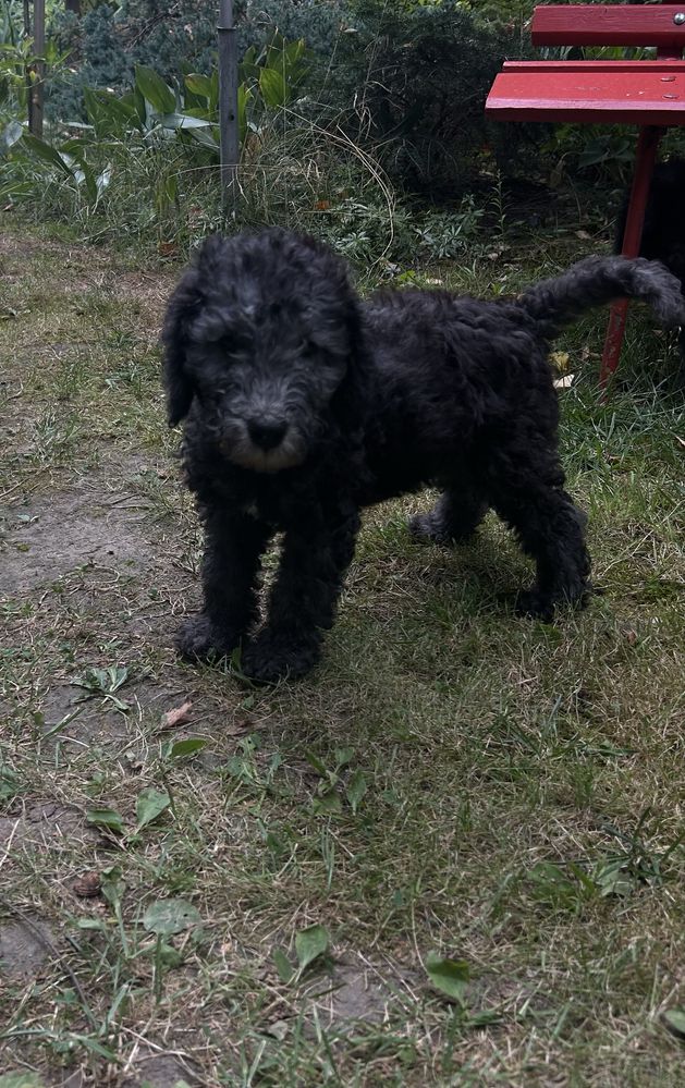 Bedlington terrier FCI szczenię