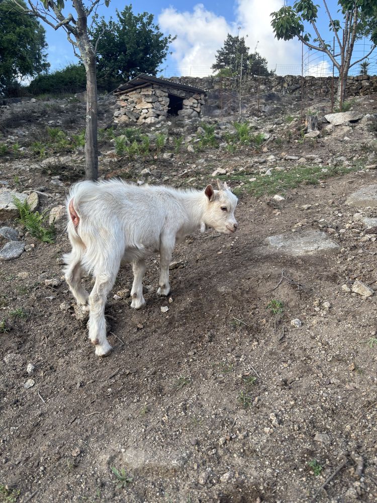 Cabrito anão, branco, macho, 5 meses de idade