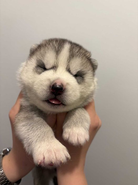 Siberian husky samiec srebrno-biały, odbiór grudzień  ZKwP FCI