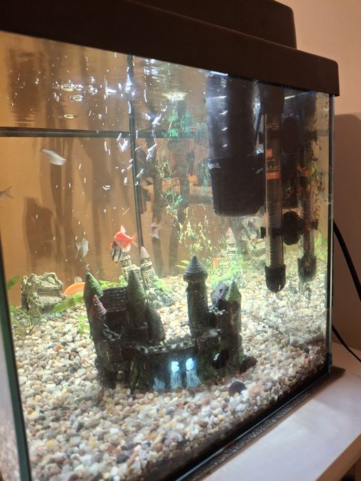 Akwarium - komplet plus rybki