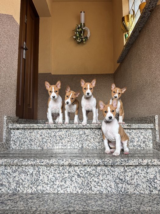 Basenji – zapowiedź miotu w hodowli zarejestrowanej w ZKwP/FCI