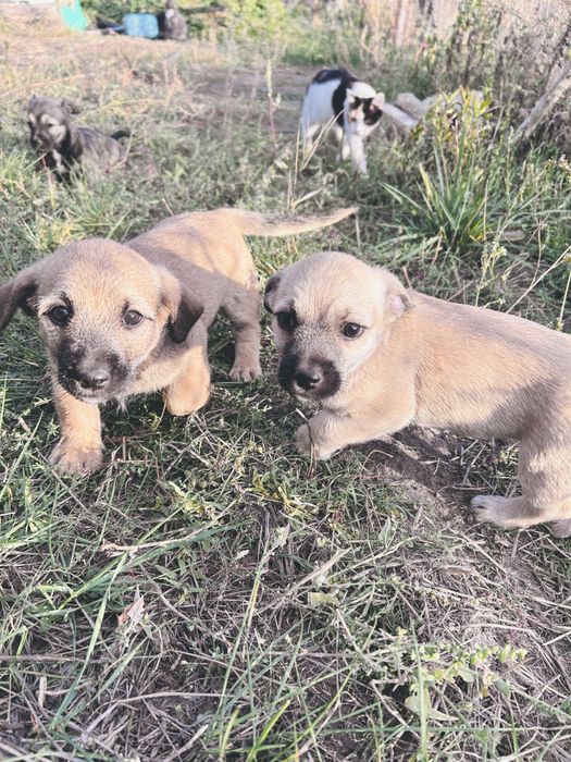 Срочно отдам трёх щенков девочек