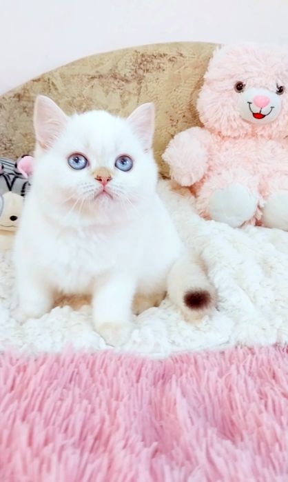 Шотландська Чудо кошеня дівчинка
