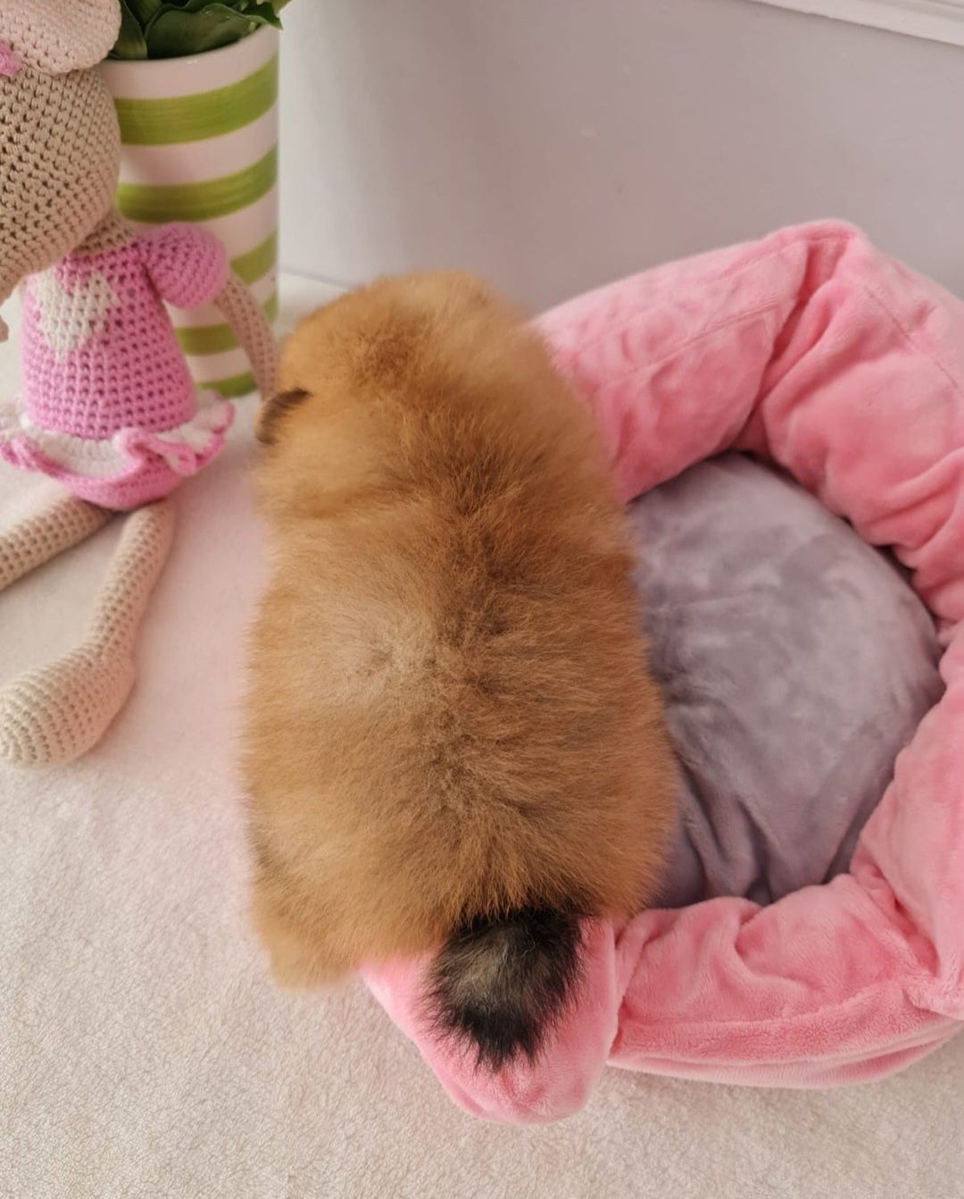Szpic Miniaturowy Rudy Pomeranian