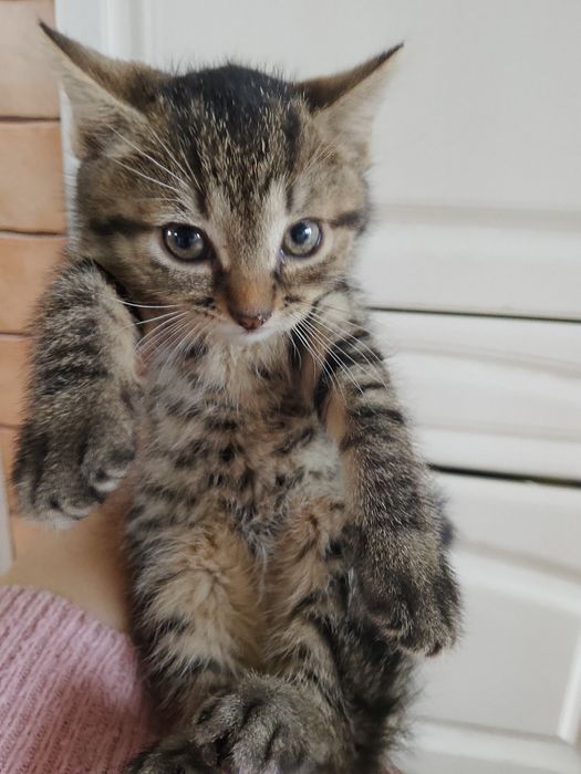 Małe kotki za darmo