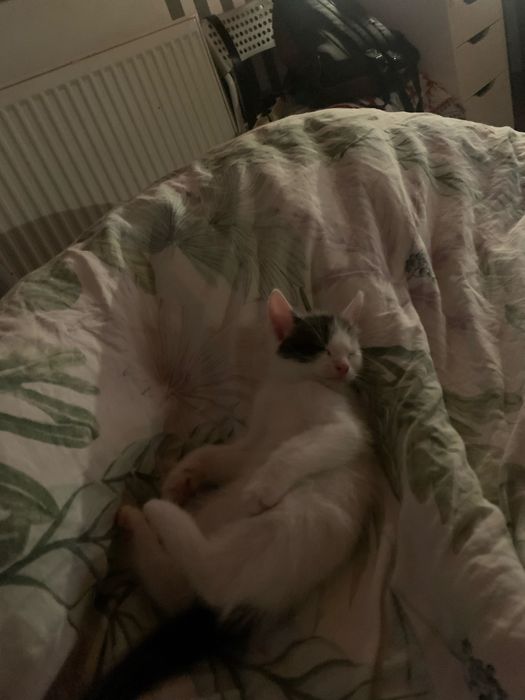 Oddam kotki za darmo