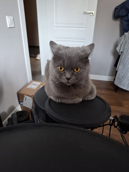 Профік своєї справи повертається