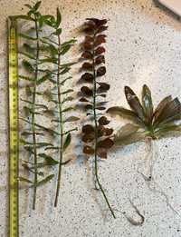 Набор аквариумных растений аммания мультифлора эхинодорус людвигия