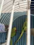 Casal ring necks
