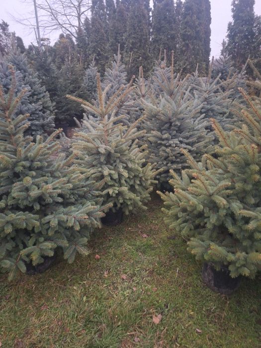 Choinki,świerk srebrny,pospolity,jodła