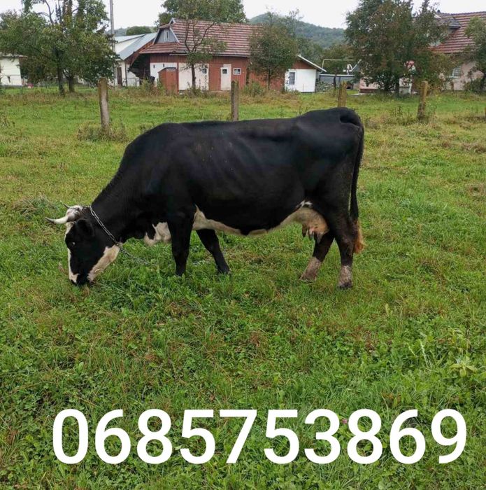 Продається добра корова