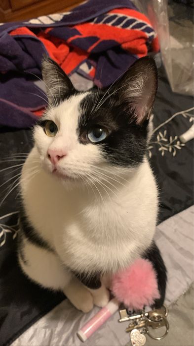 gatinha adulta para adoçao