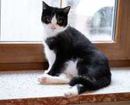 Gala koteczka do adopcji
