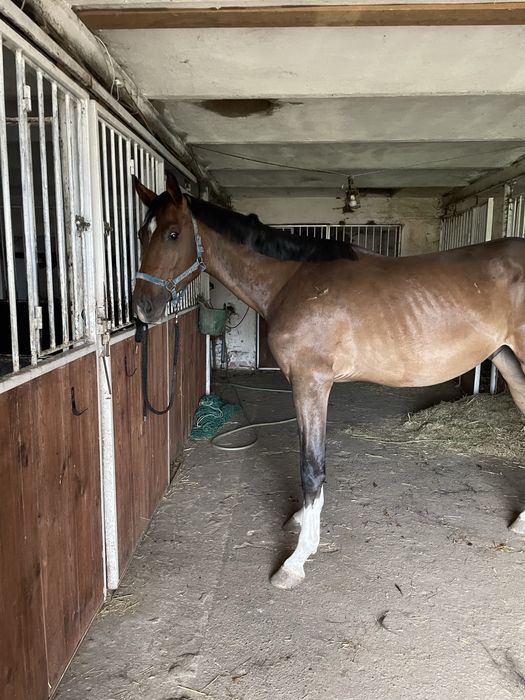 2 letni wałach po C- quattro PS/ Con spirito R