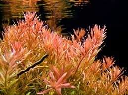 Rotala Indica – Planta aquática