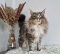Maine Coon reproduktor