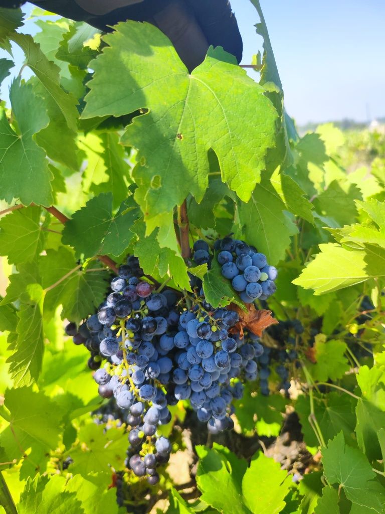 Uva para vinho - Beira Interior