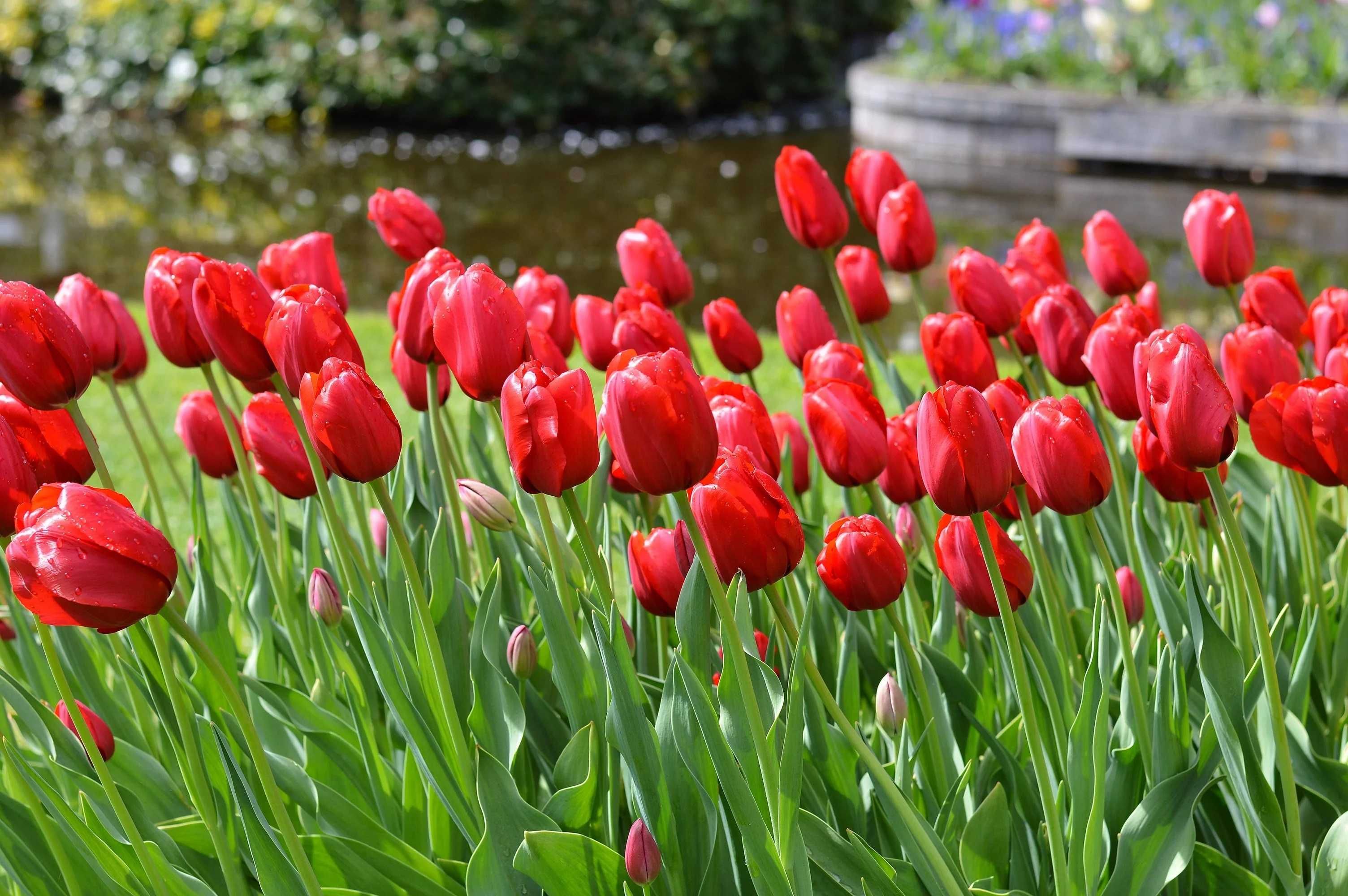 TULIPAN Czerwony 25 szt Cebulki Tulipanów Czerwonych TULIPANY Czerwone