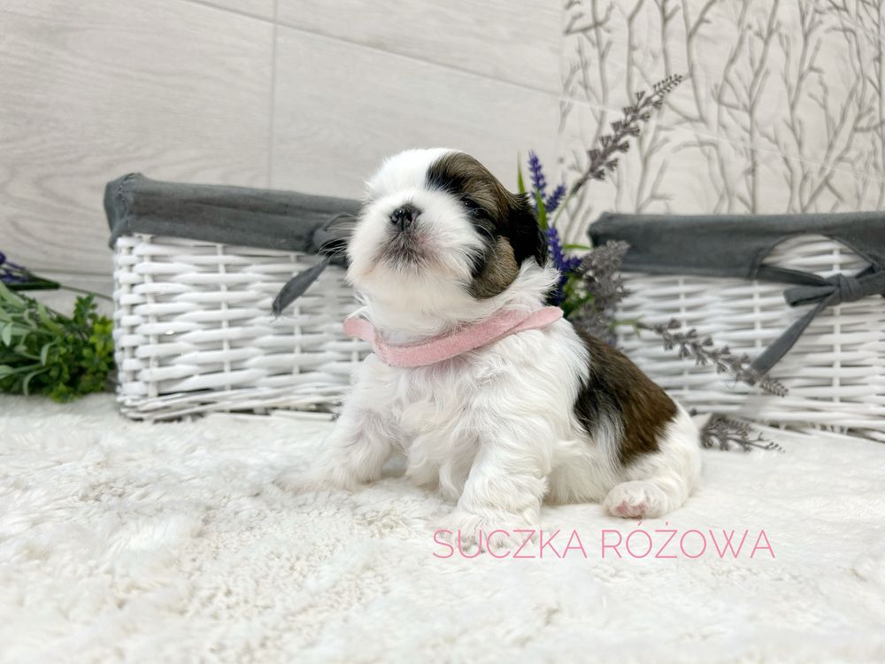 Shih Tzu, prześliczna suczka, tricolor!