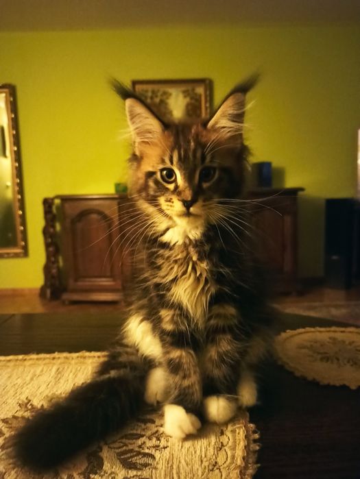 Maine Coon-kocurek po Championie