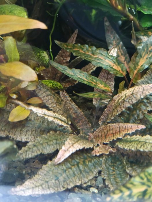 Cryptocoryne flamingo